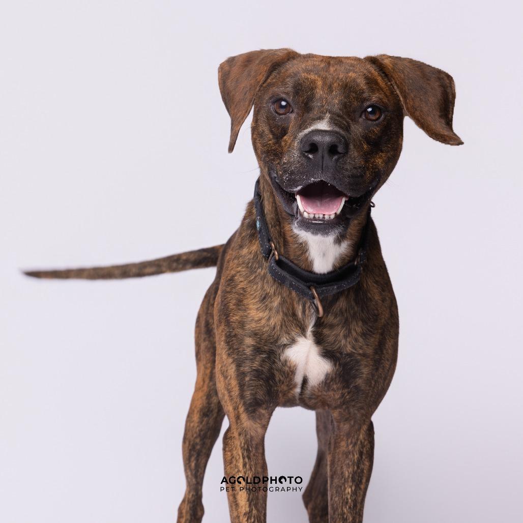Enlarge Loki, a Adoptable Mixed Breed in Sarasota, FL image 2/6