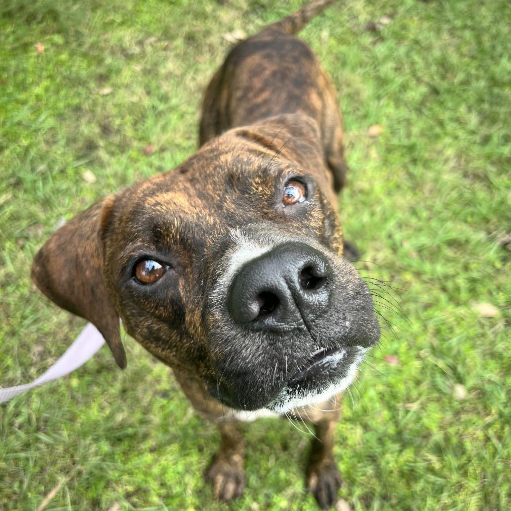 Enlarge Loki, a Adoptable Mixed Breed in Sarasota, FL image 3/6