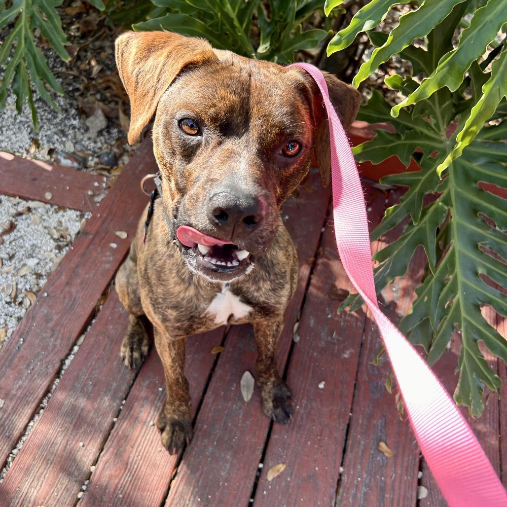 Enlarge Loki, a Adoptable Mixed Breed in Sarasota, FL image 4/6