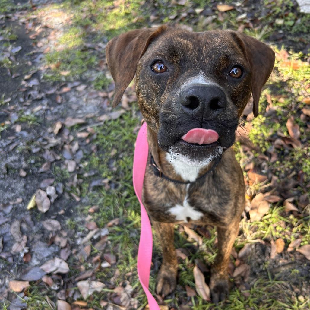 Enlarge Loki, a Adoptable Mixed Breed in Sarasota, FL image 5/6