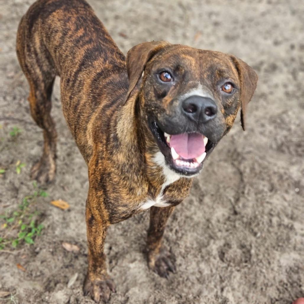 Enlarge Loki, a Adoptable Mixed Breed in Sarasota, FL image 6/6