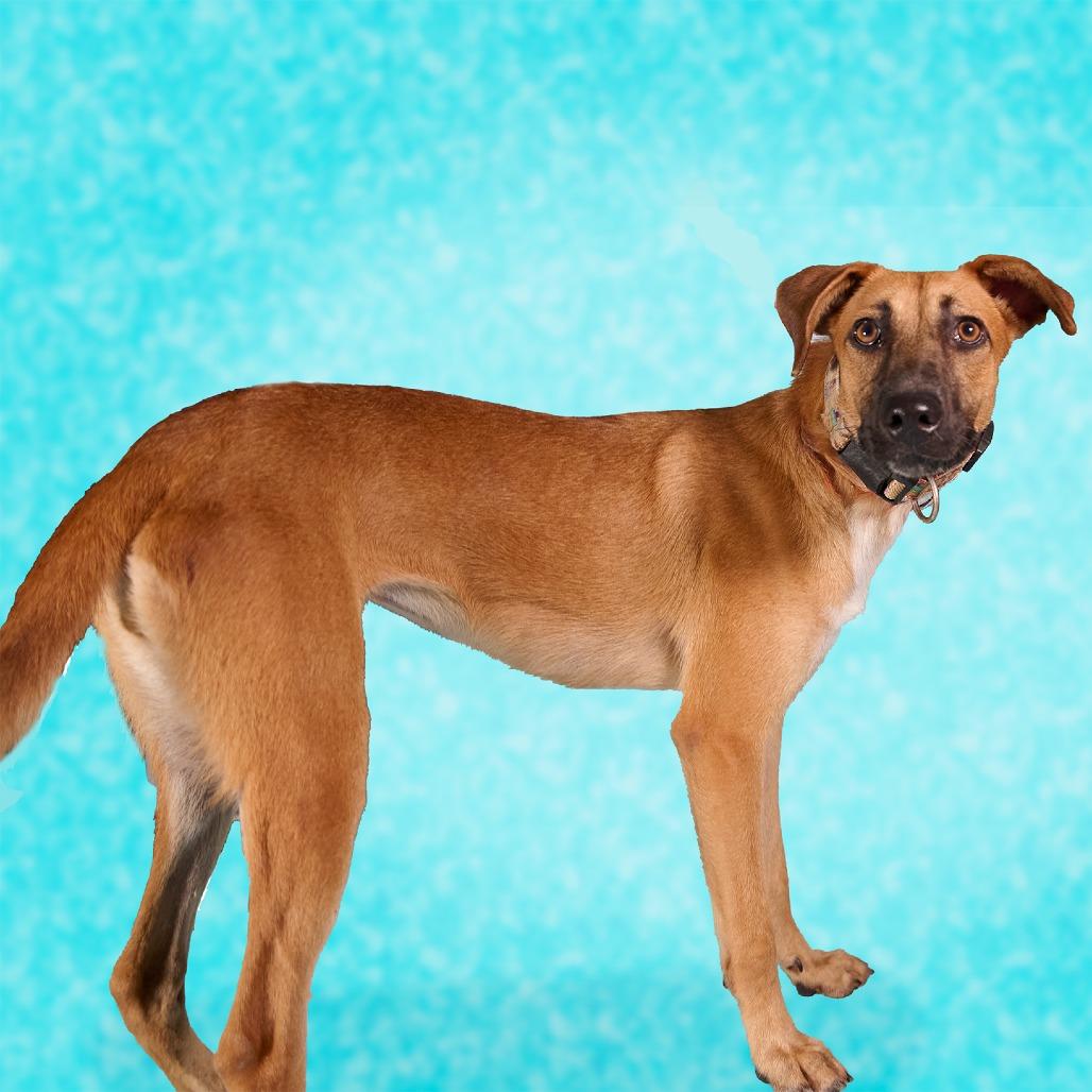 Guarionex, Adoptable, Young Female Shepherd & Mixed Breed.