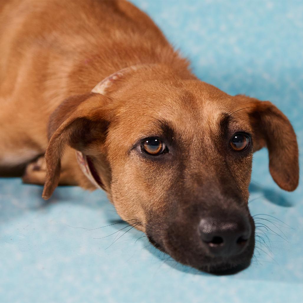 Enlarge Guarionex, a Adoptable mixed breed in Guaynabo, PR image 2/4