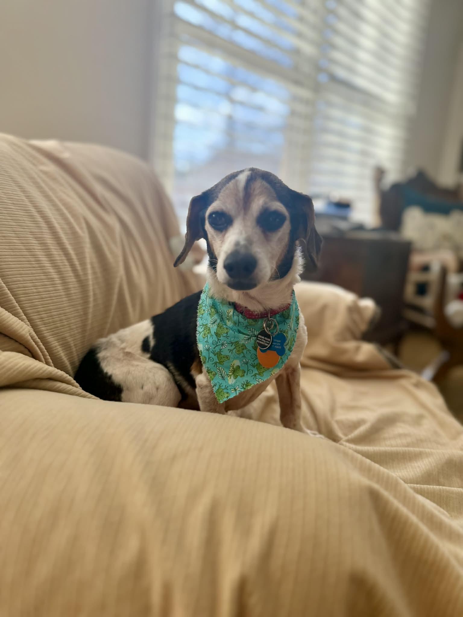 Siegel, Adoptable, Senior Male Chihuahua & Beagle.