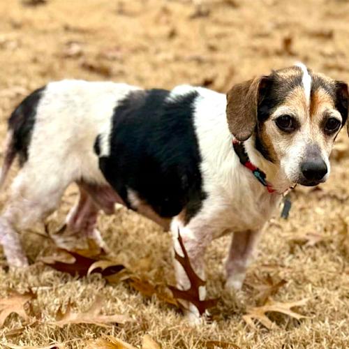 Siegel, Adoptable, Senior Male Chihuahua & Beagle.