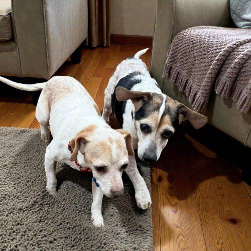 Siegel, Adoptable, Senior Male Chihuahua & Beagle.