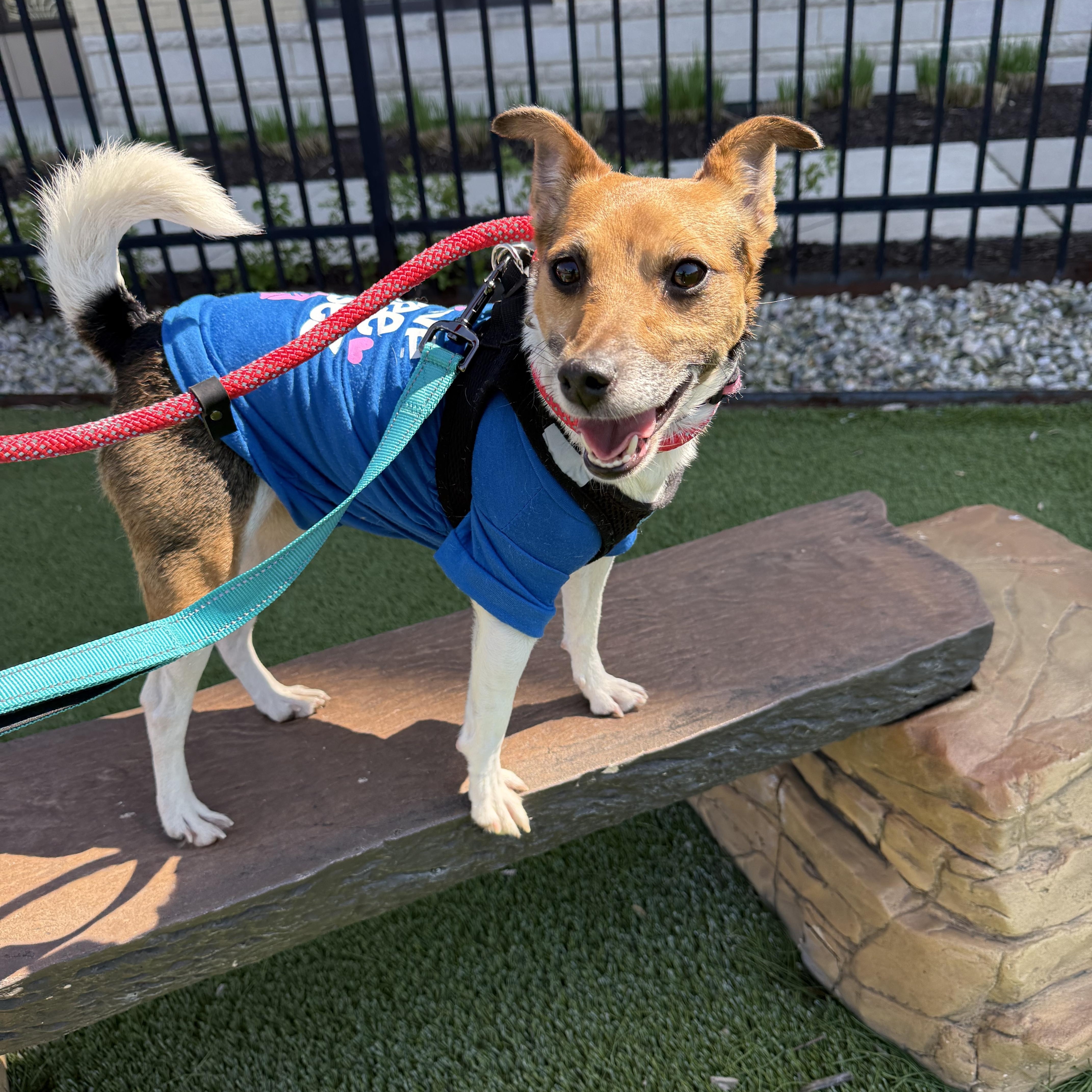 Gemma, Adopted, Young Female Jack Russell Terrier & Rat Terrier.
