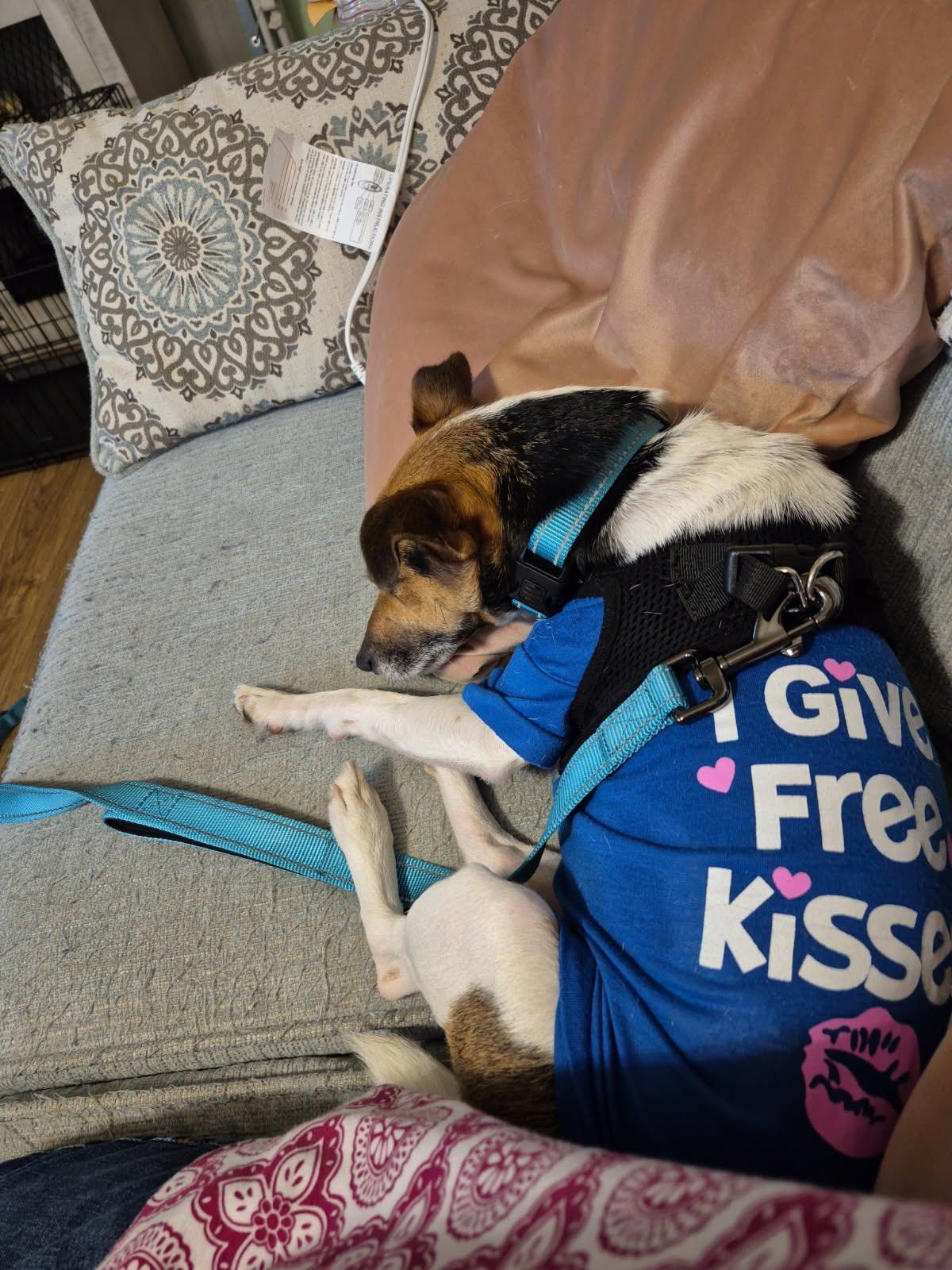 Enlarge Gemma, a Adopted mixed breed in Indianapolis, IN image 2/5