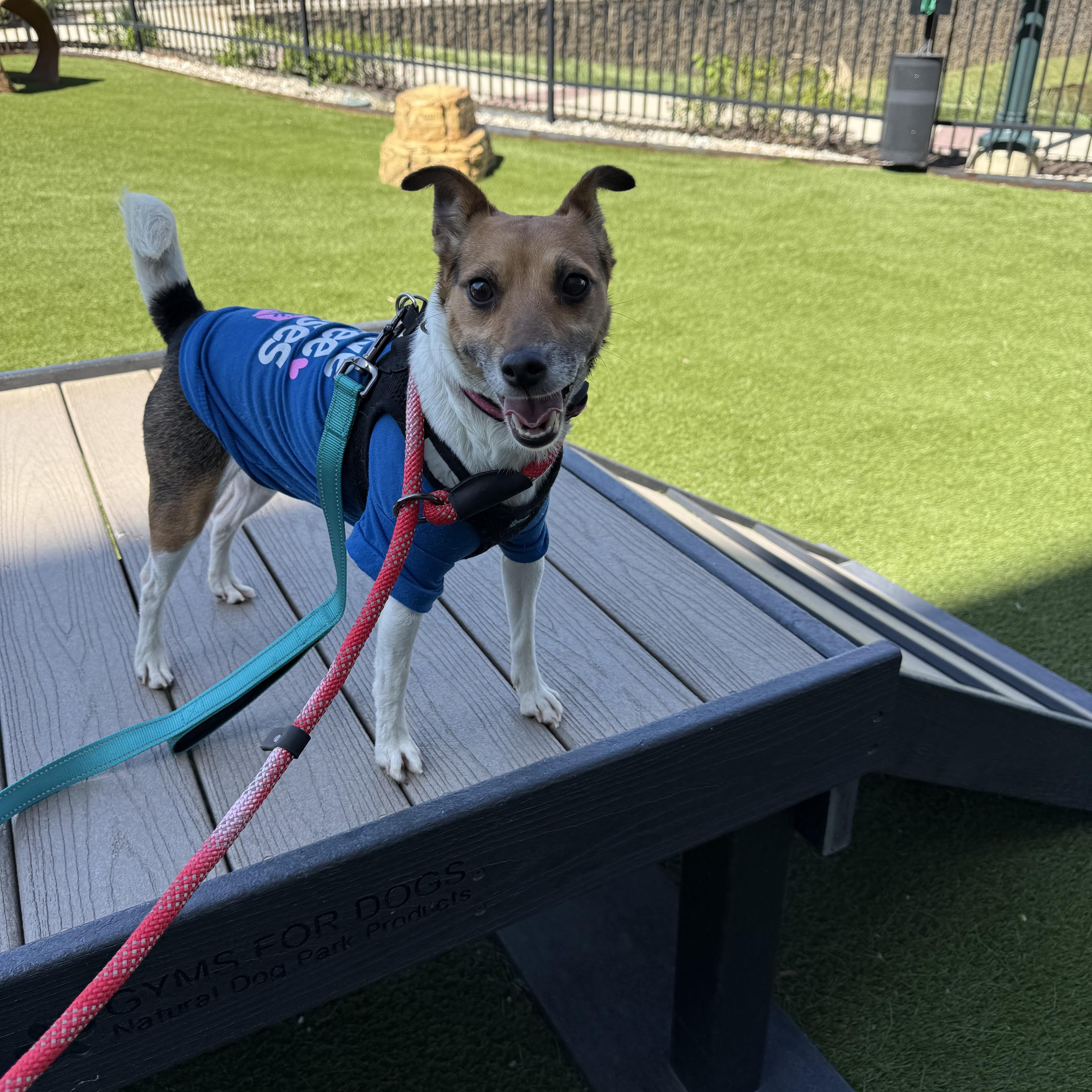 Enlarge Gemma, a Adopted mixed breed in Indianapolis, IN image 3/5