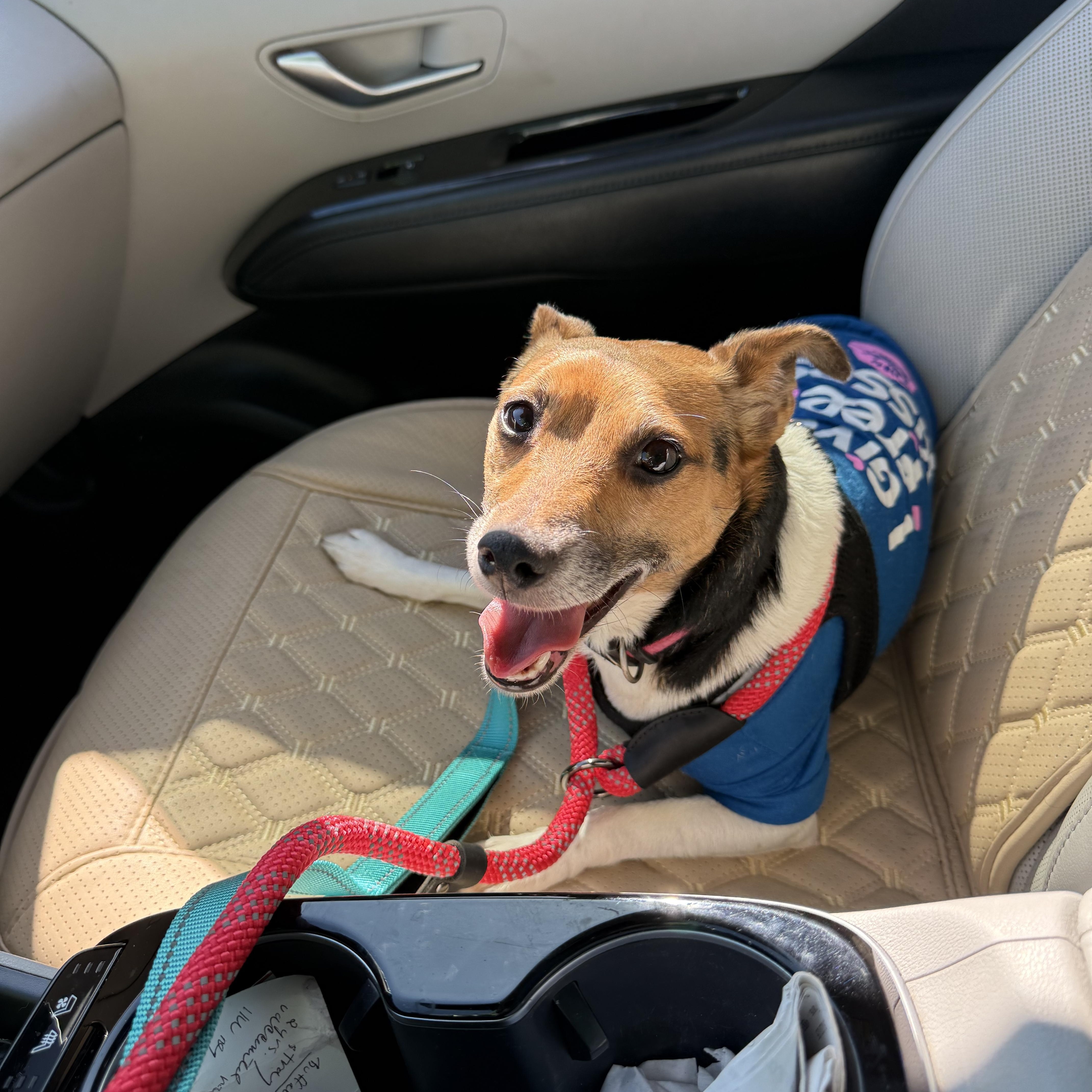 Enlarge Gemma, a Adopted mixed breed in Indianapolis, IN image 5/5