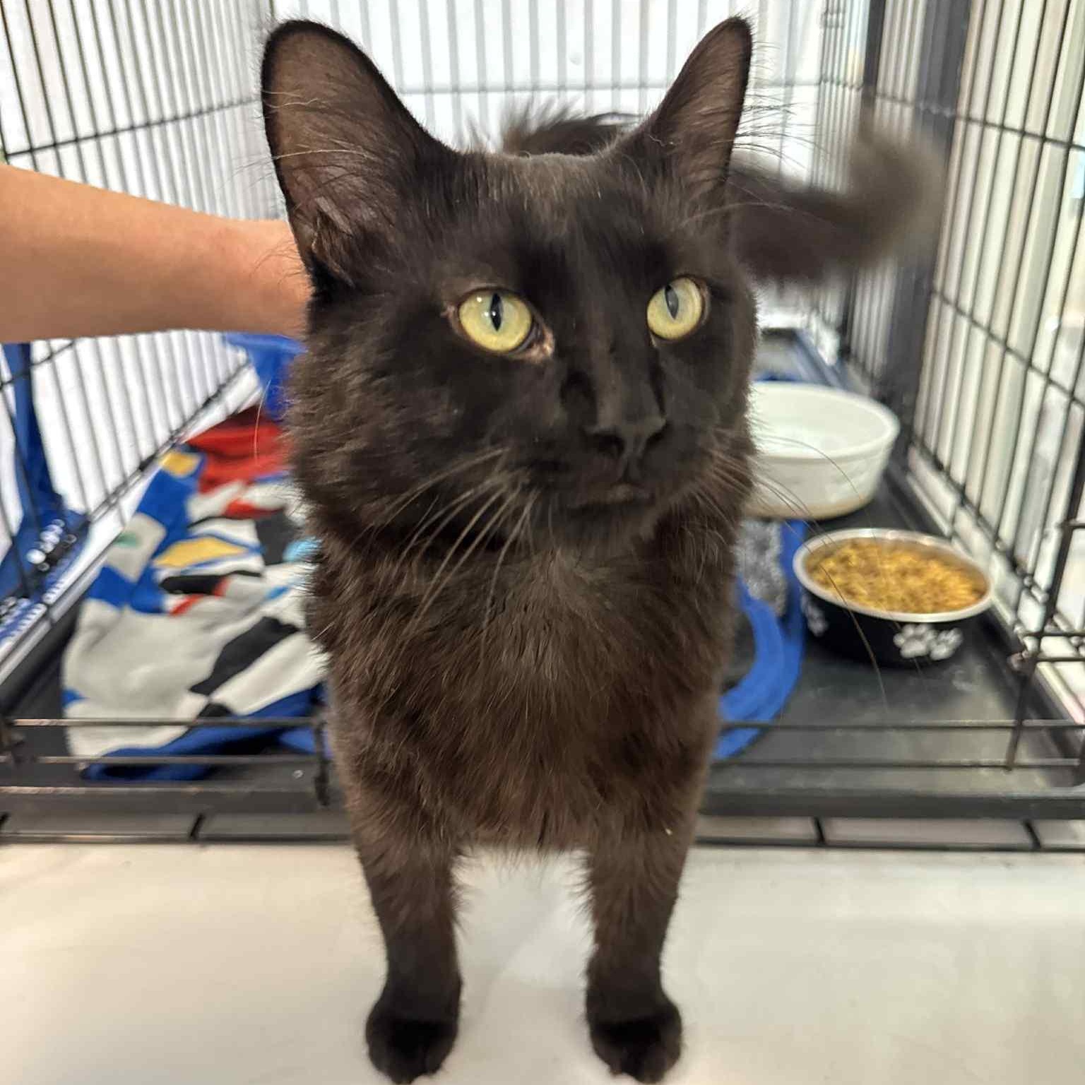 Enlarge Flip Flop, a Adoptable Domestic Medium Hair in Martinsville, IN image 2/2