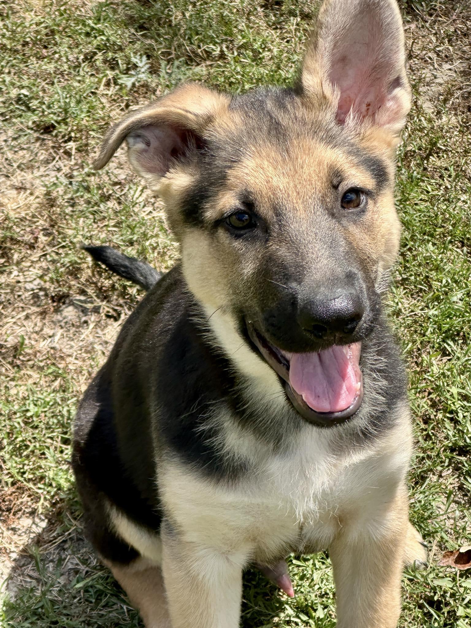 Enlarge Big Ranger, a Adopted German Shepherd Dog in Celina, TX image 1/6