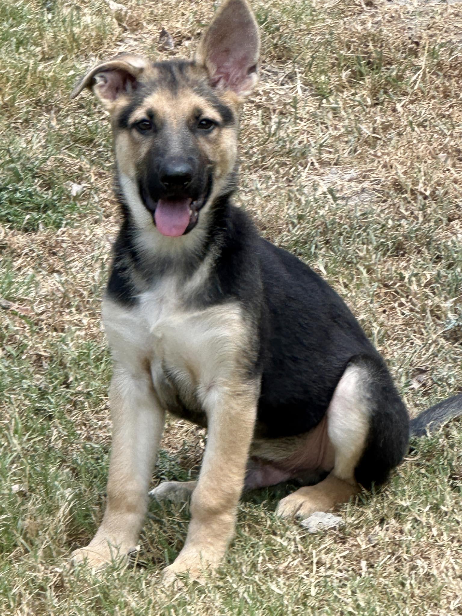 Enlarge Big Ranger, a Adopted German Shepherd Dog in Celina, TX image 3/6