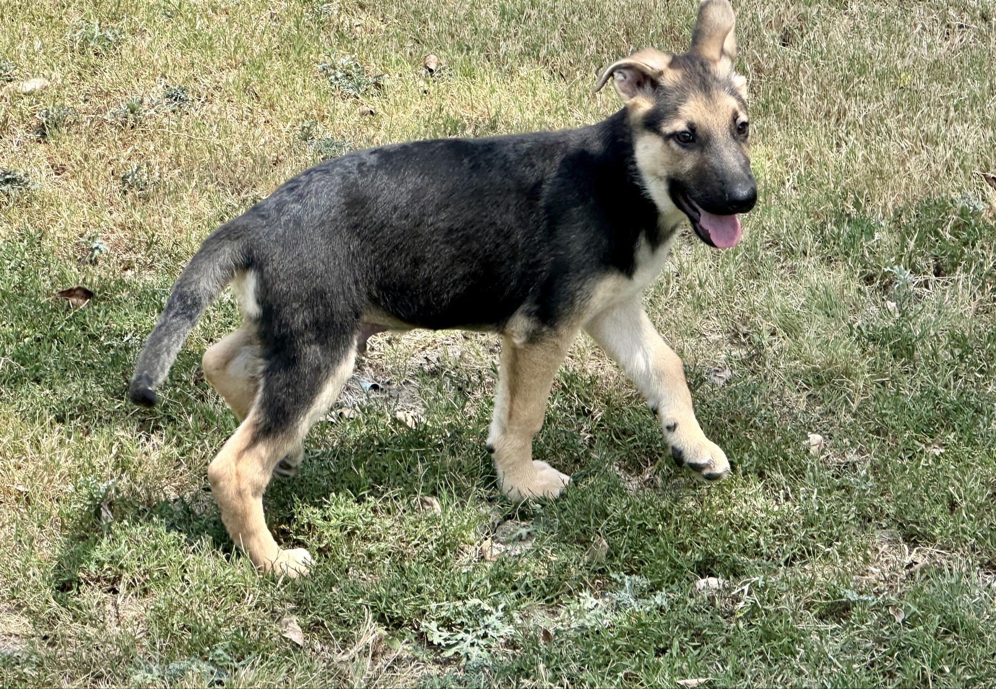 Enlarge Big Ranger, a Adopted German Shepherd Dog in Celina, TX image 4/6
