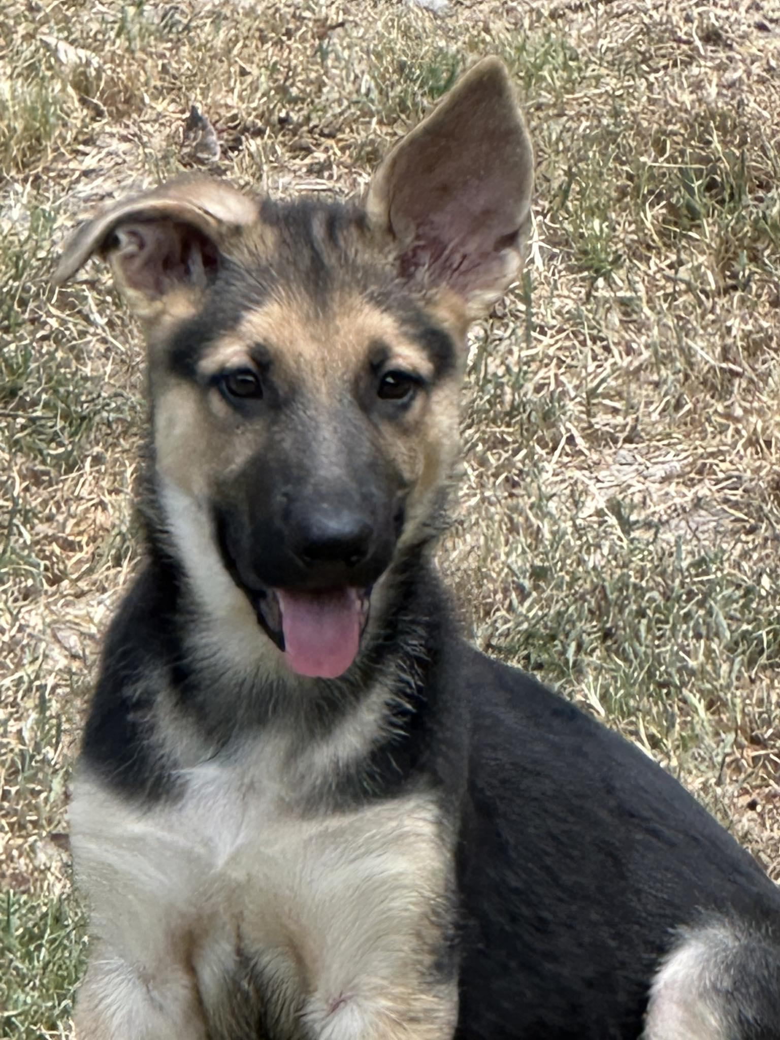Enlarge Big Ranger, a Adopted German Shepherd Dog in Celina, TX image 5/6