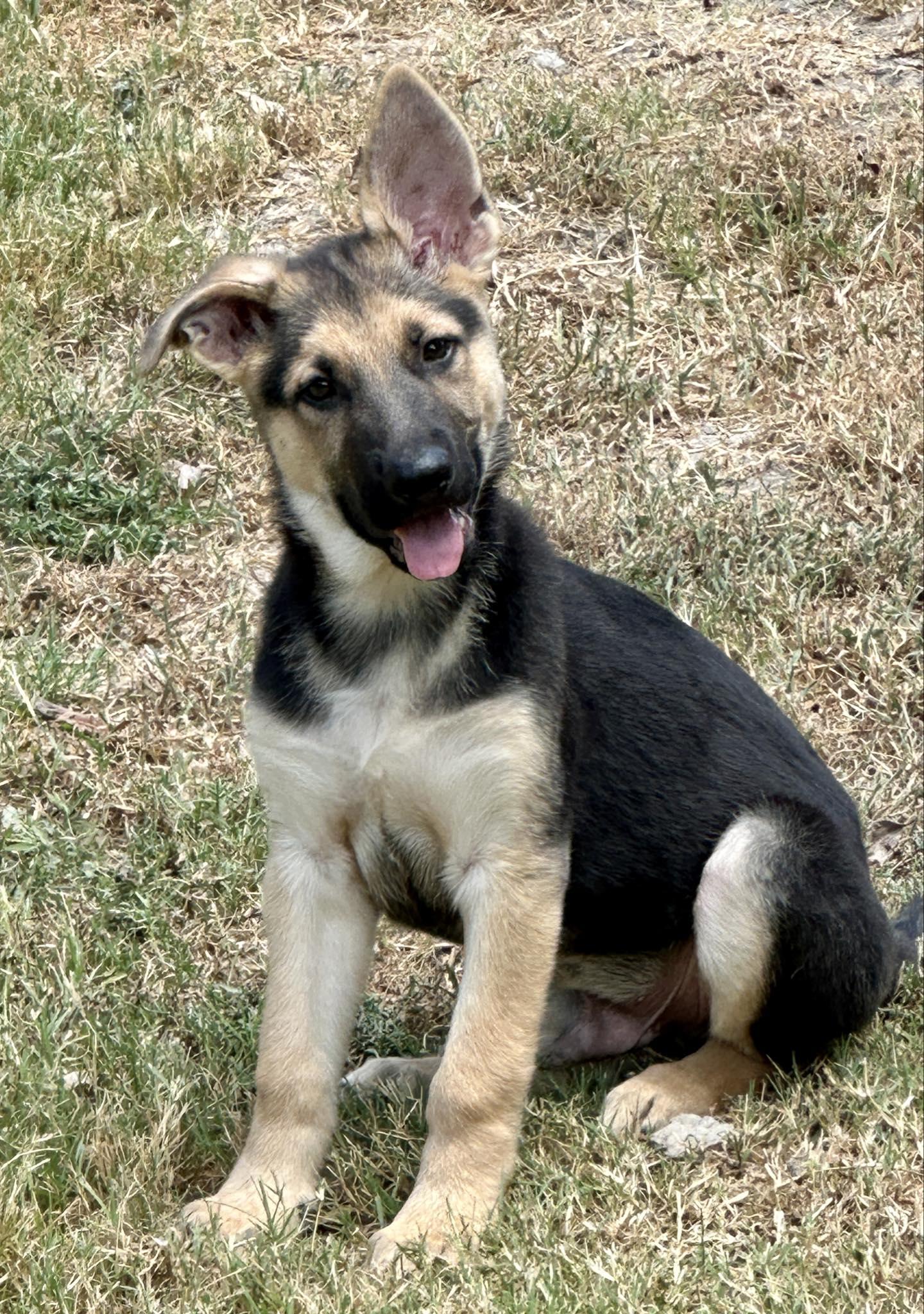 Enlarge Big Ranger, a Adopted German Shepherd Dog in Celina, TX image 6/6