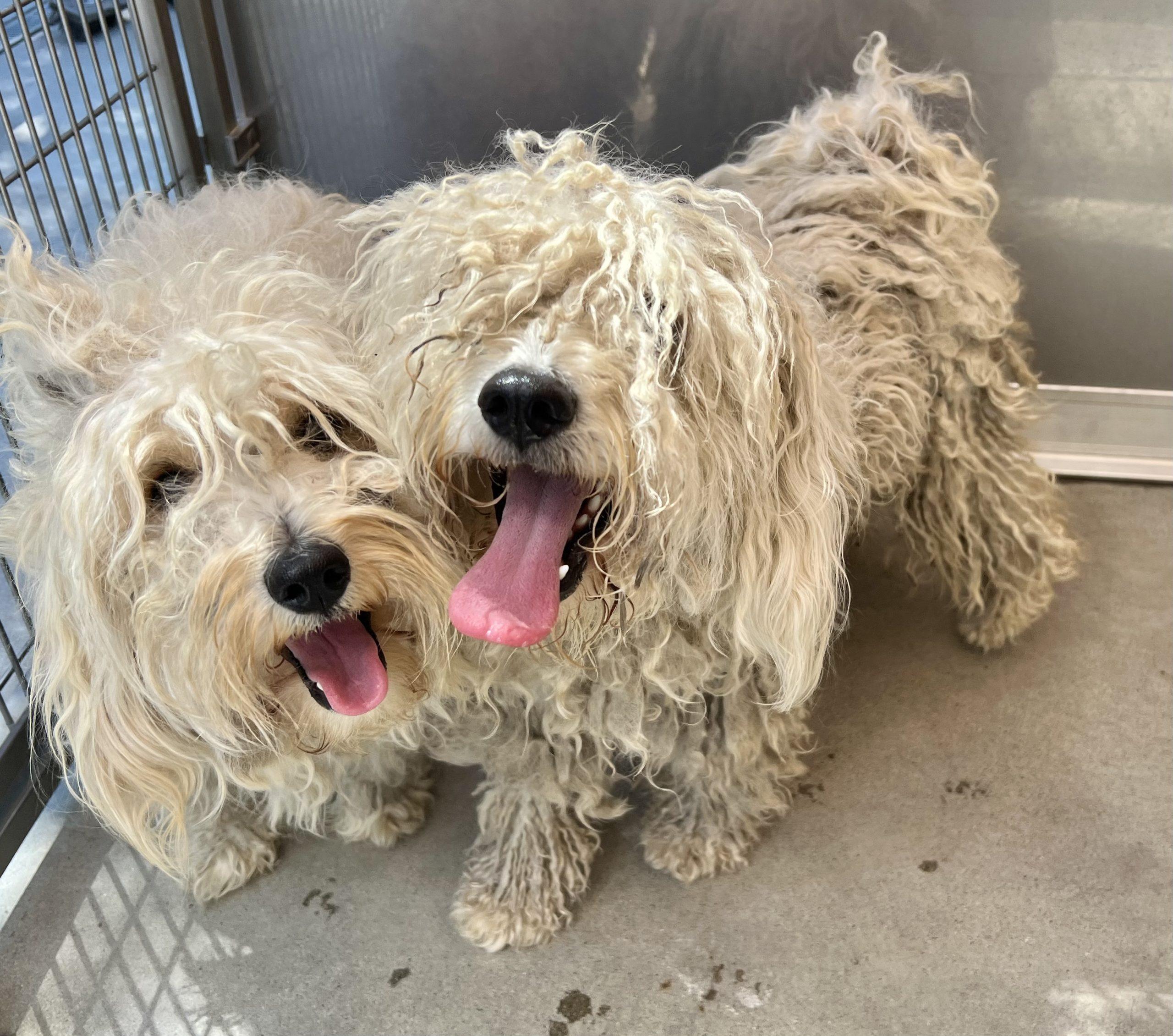 Hunny, a Adopted Maltipoo in Angels Camp, CA image 1/2