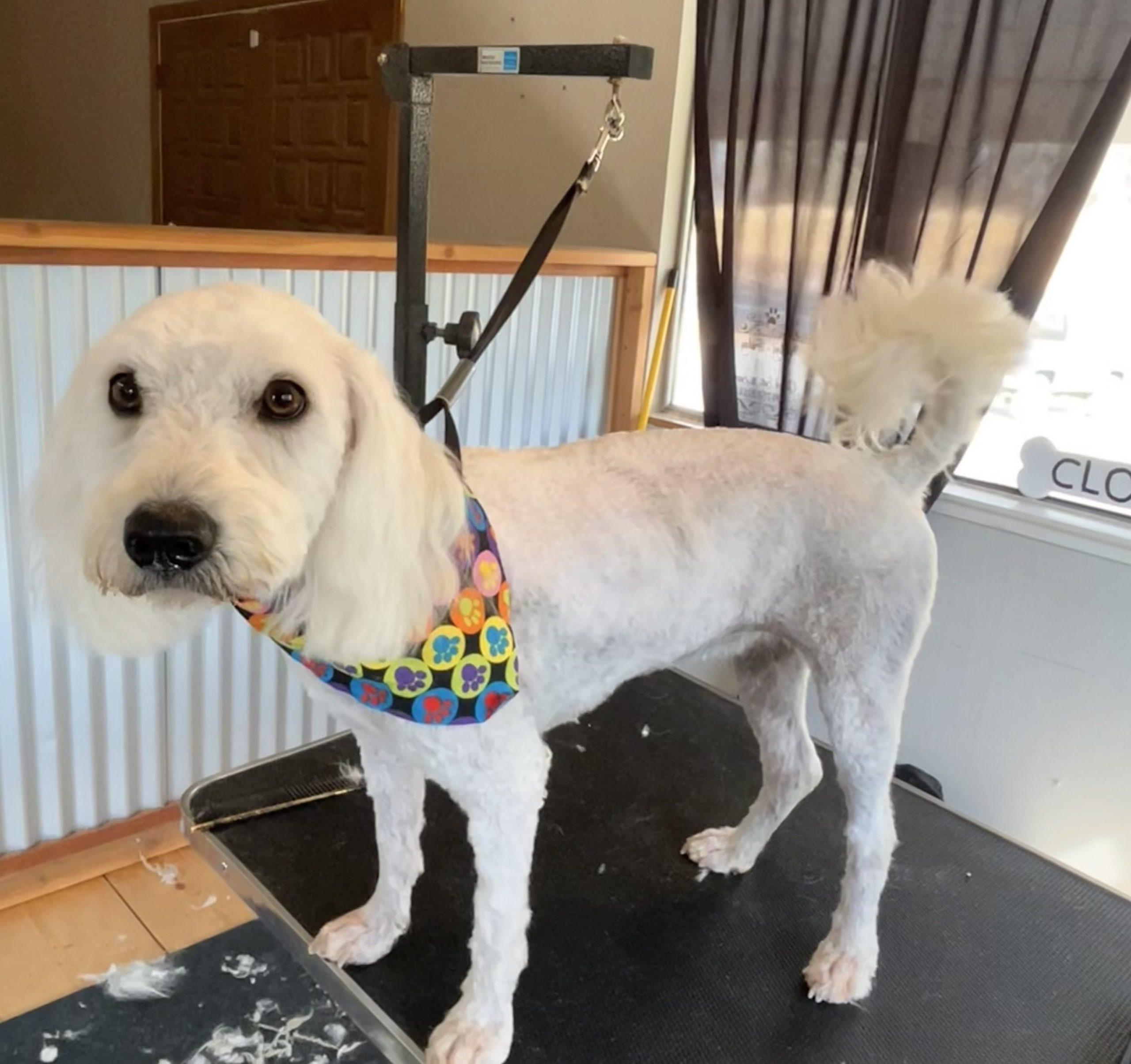 Hunny, a Adopted Maltipoo in Angels Camp, CA image 2/2