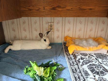 Enlarge Alexi, a Adoptable Hotot in Scotts Valley, CA image 4/6