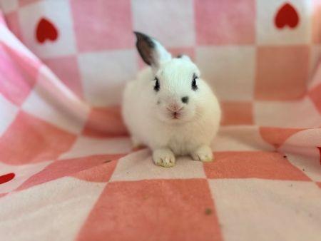 Enlarge Alexi, a Adoptable Hotot in Scotts Valley, CA image 6/6