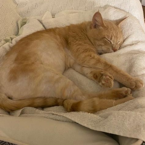 Enlarge HOBBES, an adopted Domestic Short Hair in Campbell River, BC image 5/6