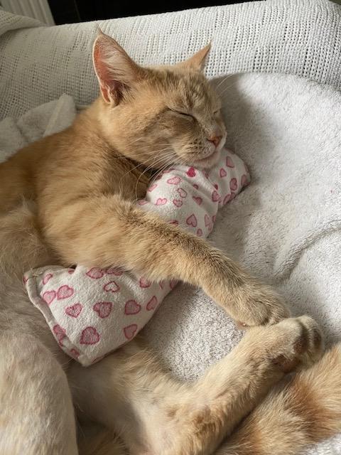 Enlarge HOBBES, an adopted Domestic Short Hair in Campbell River, BC image 2/6