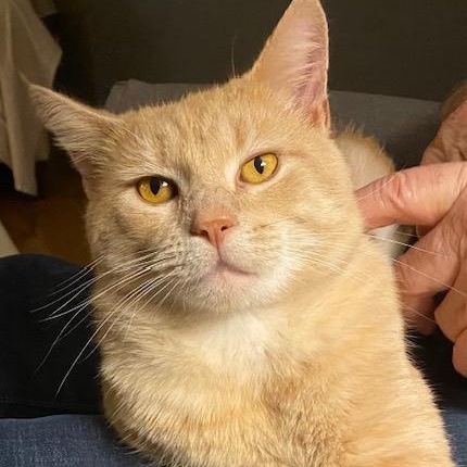 HOBBES, adopted, Adult Male Domestic Short Hair.