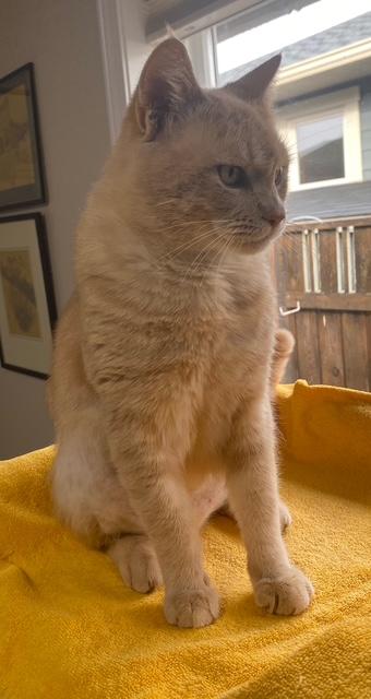 Enlarge HOBBES, an adopted Domestic Short Hair in Campbell River, BC image 6/6
