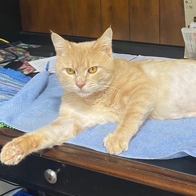 Enlarge HOBBES, an adopted Domestic Short Hair in Campbell River, BC image 4/6