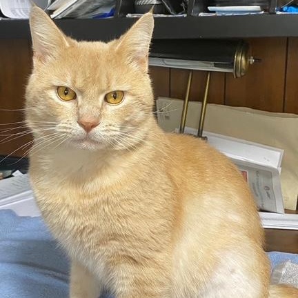 Enlarge HOBBES, an adopted Domestic Short Hair in Campbell River, BC image 3/6