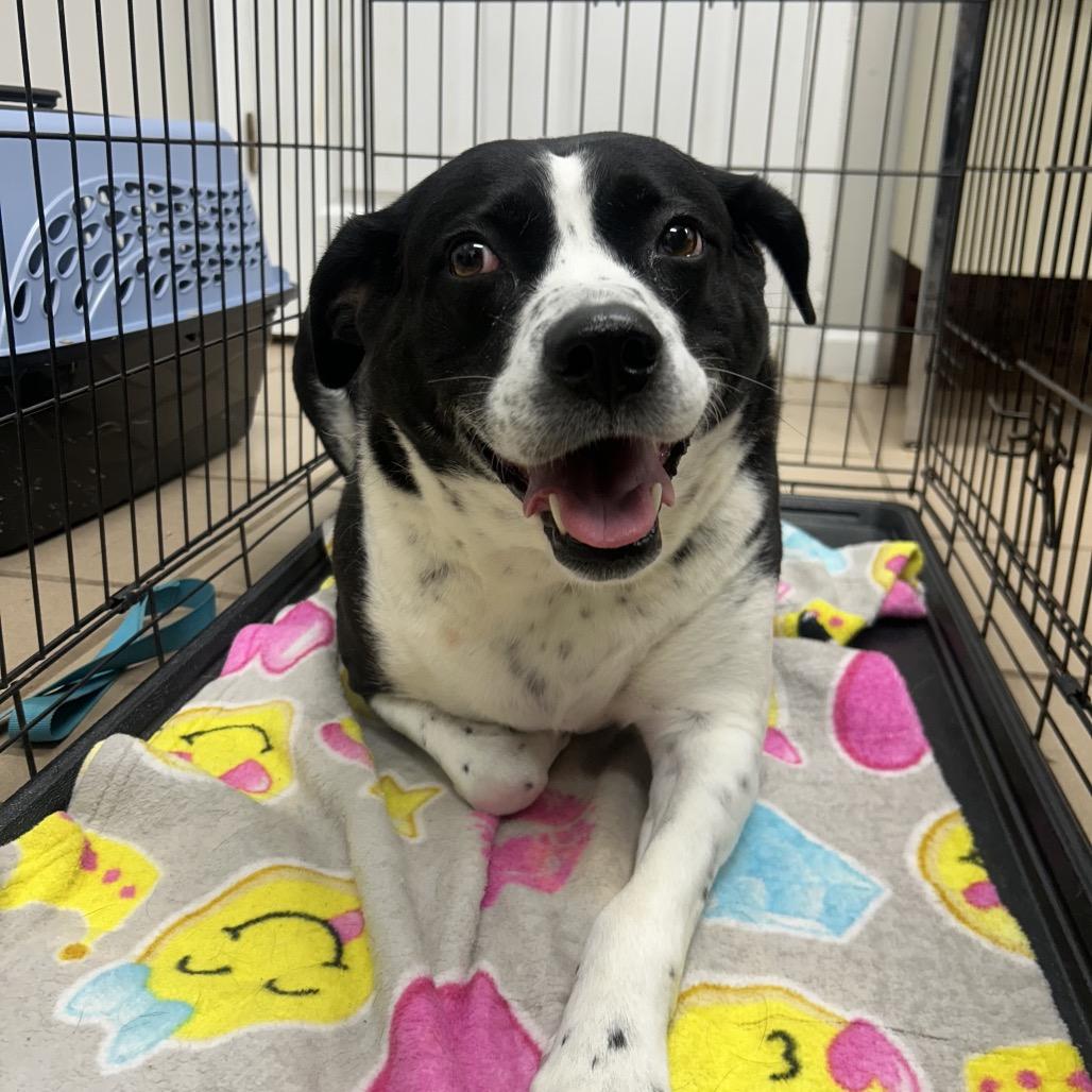 Lisa, Adoptable, Adult Female Hound & Labrador Retriever.