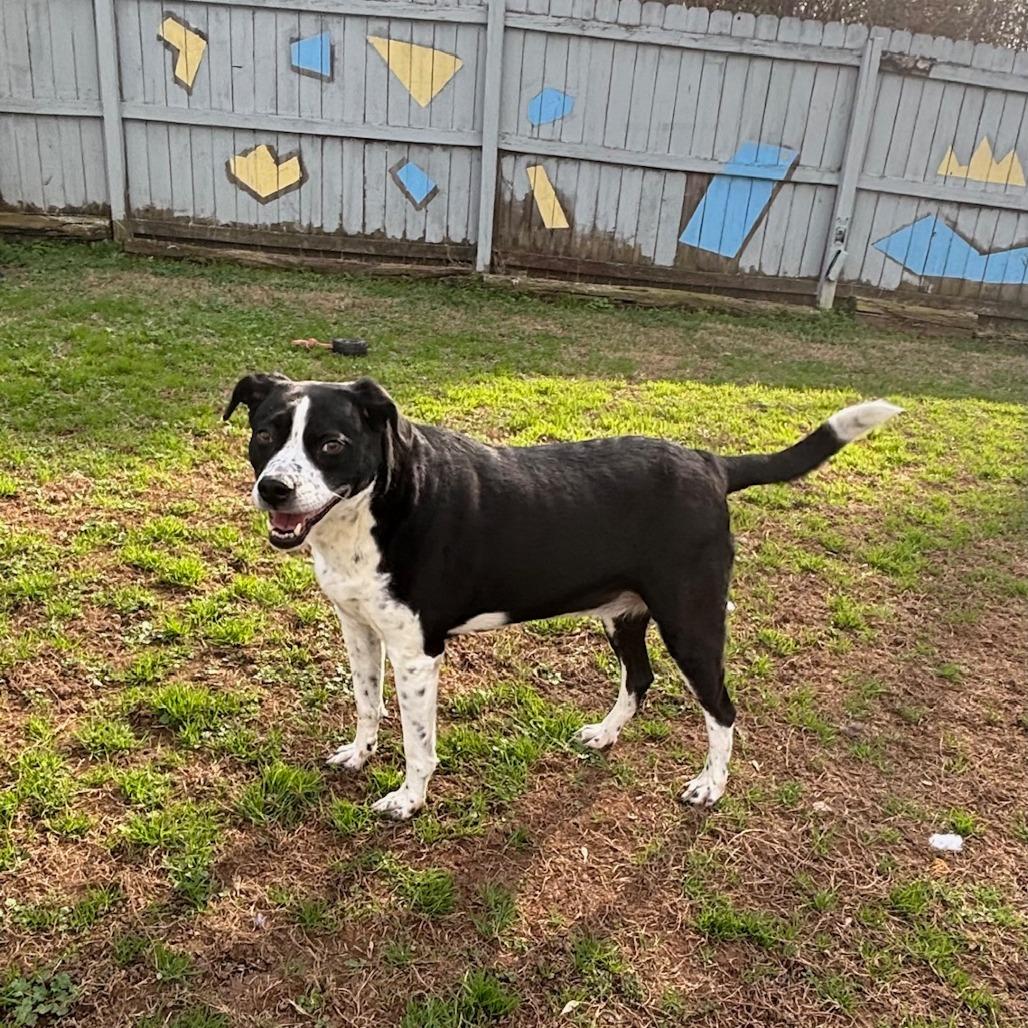 Enlarge Lisa, a Adoptable mixed breed in Starkville, MS image 2/4