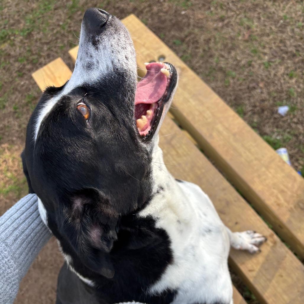 Enlarge Lisa, a Adoptable mixed breed in Starkville, MS image 3/4