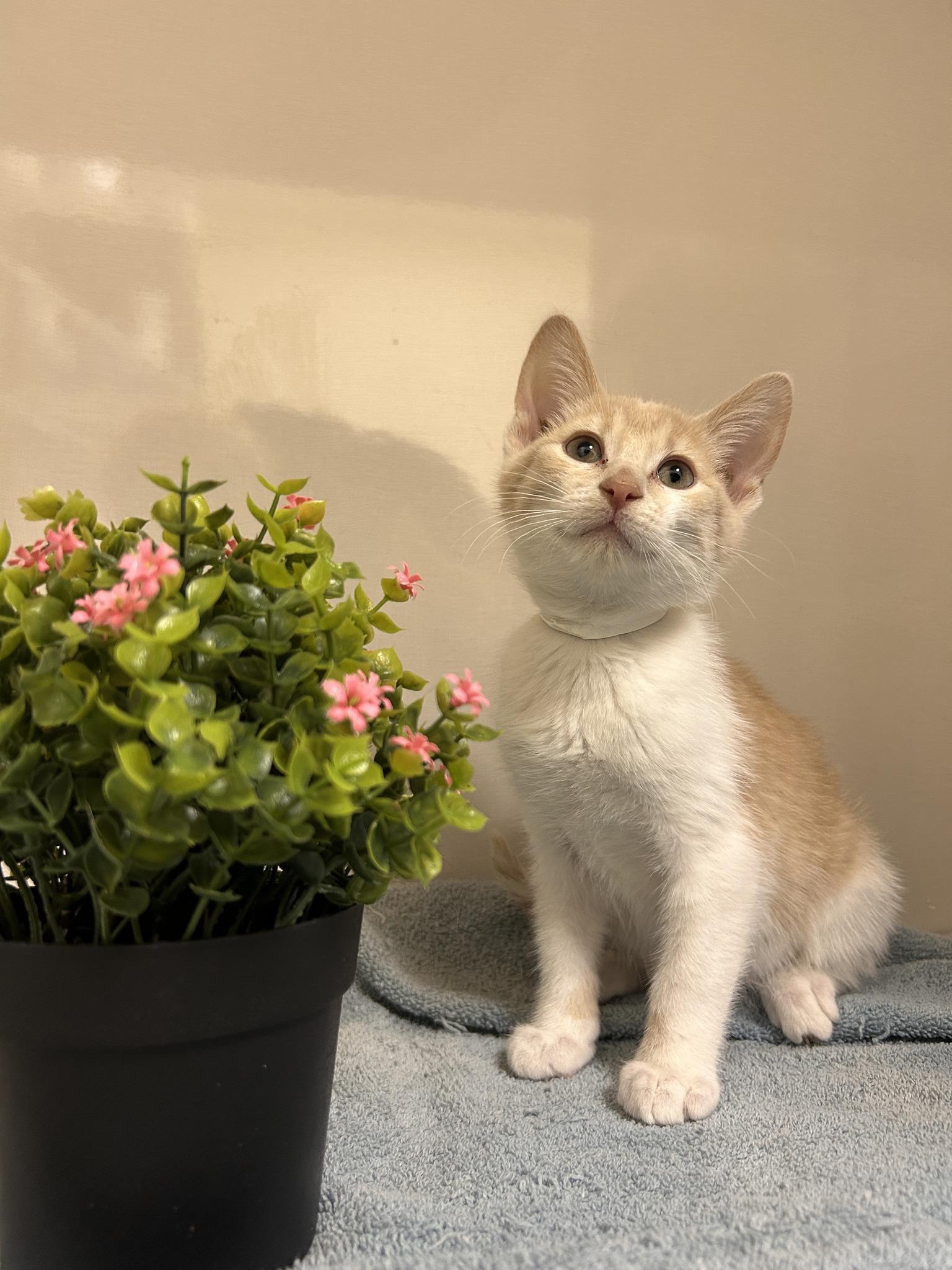 Espresso Latte, Baby Male Domestic Short Hair