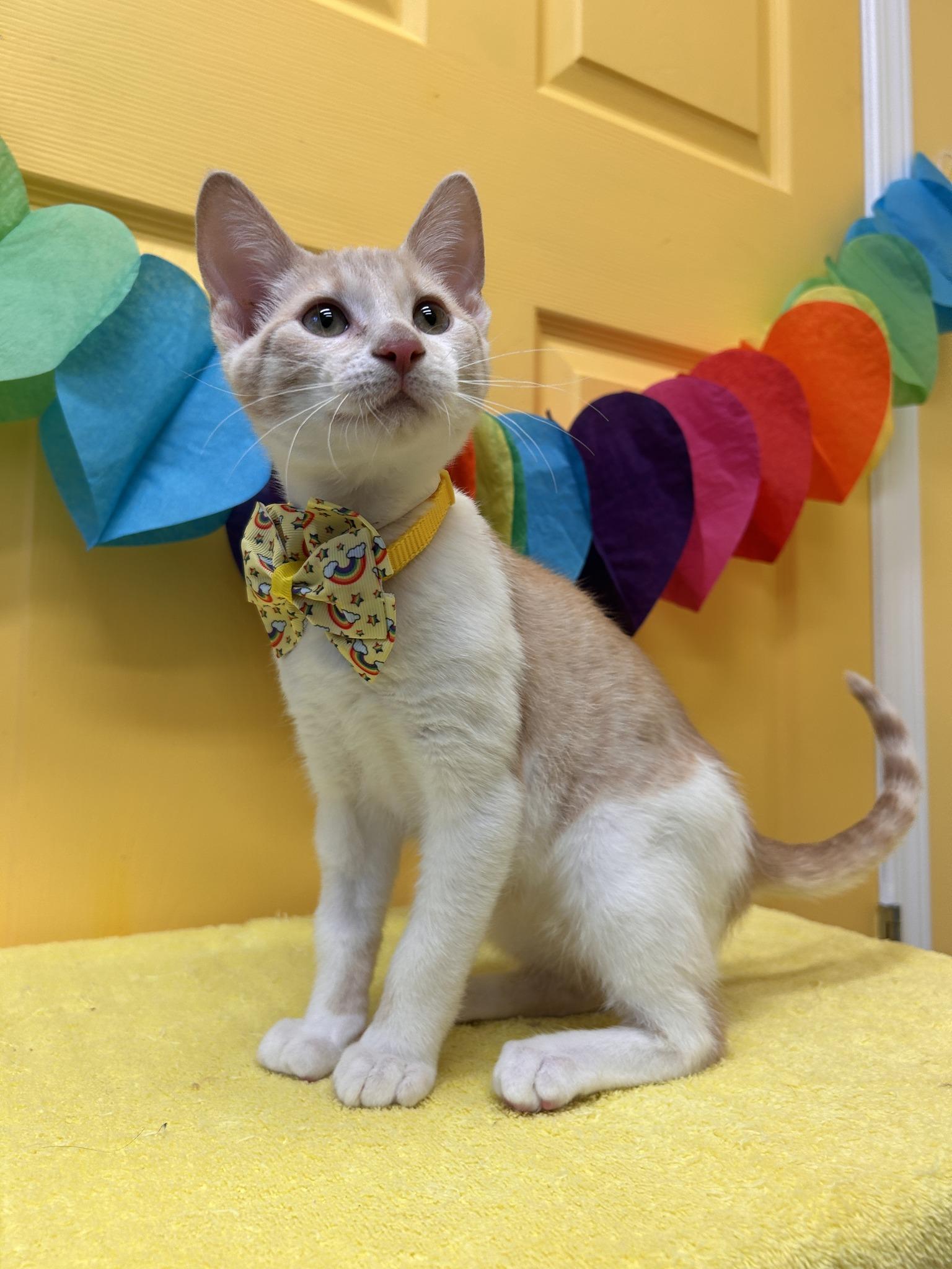 Espresso Latte, an adoptable Domestic Short Hair in Drumheller, AB, T0J 0Y0 | Photo Image 3