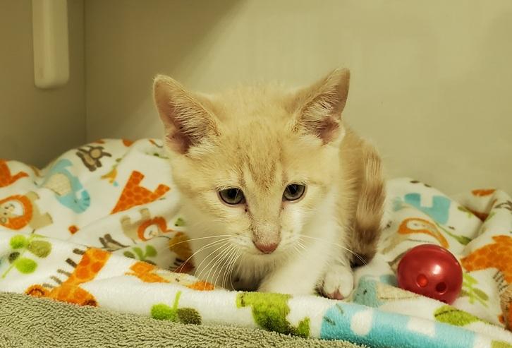 Espresso Latte, an adoptable Domestic Short Hair in Drumheller, AB, T0J 0Y0 | Photo Image 2