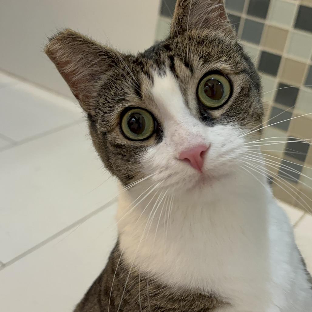 Belle — thumbnail 3