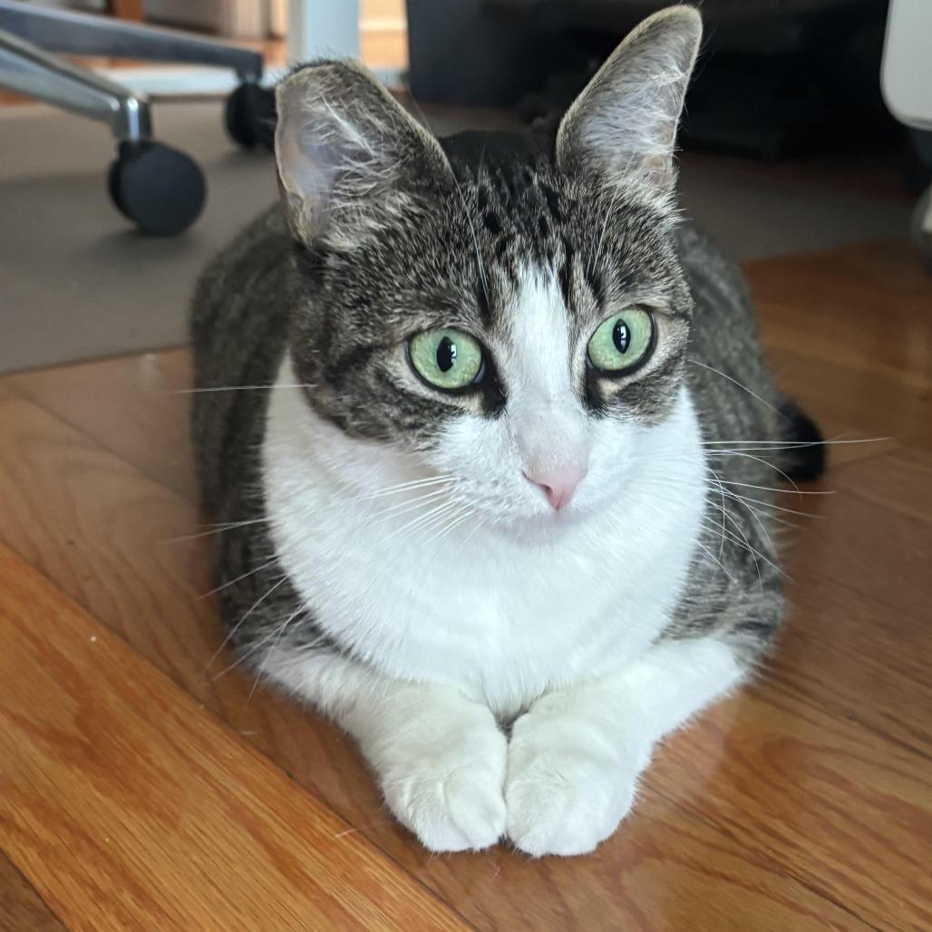 Belle — thumbnail 4