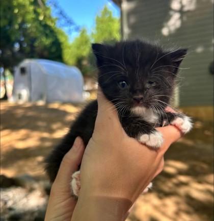 Bon Jovi, Adoptable, Kitten Male Domestic Short Hair & Domestic Short Hair.