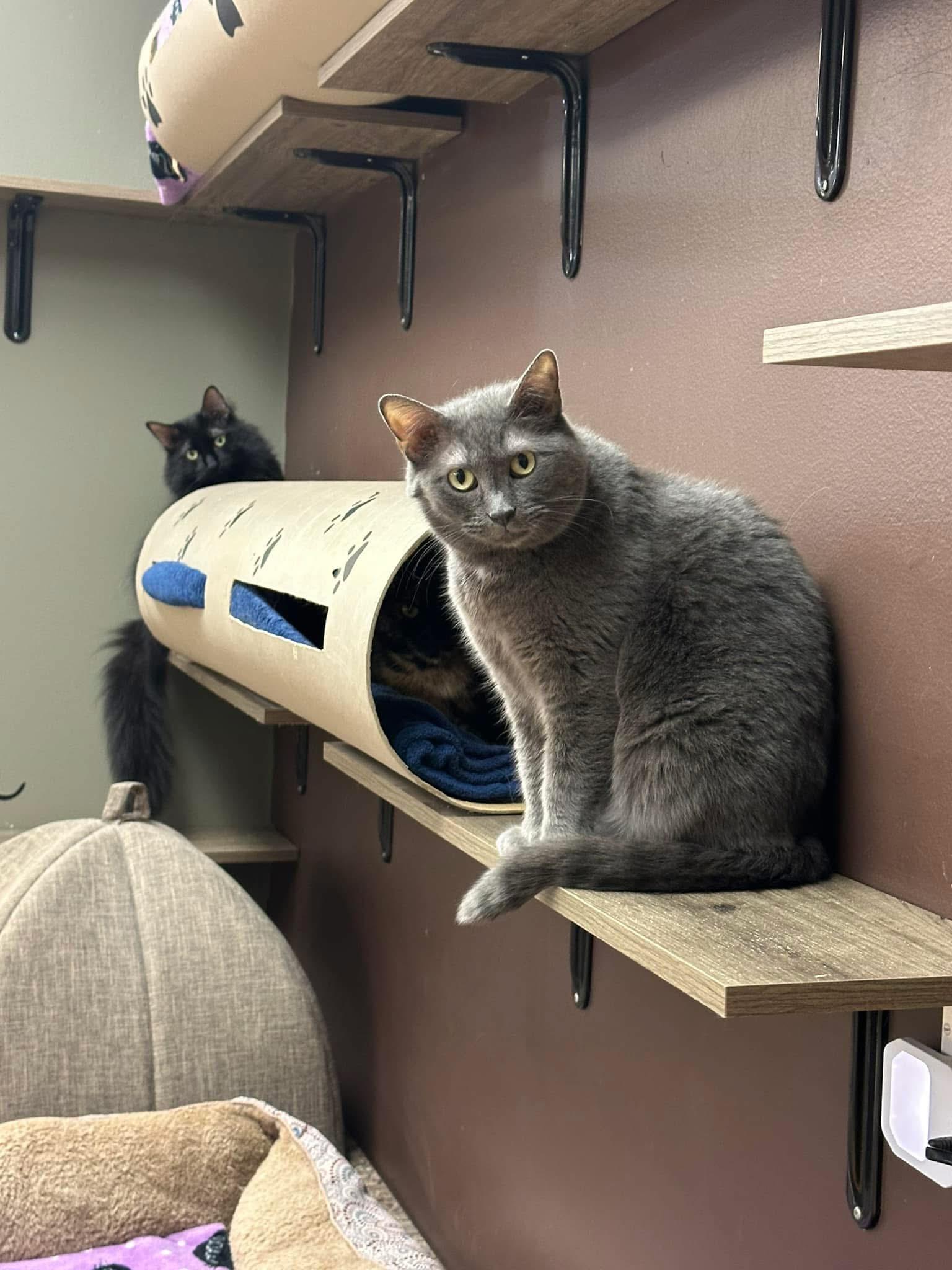 Jett, an adoptable Domestic Long Hair in Crystal Lake, IL, 60012 | Photo Image 5