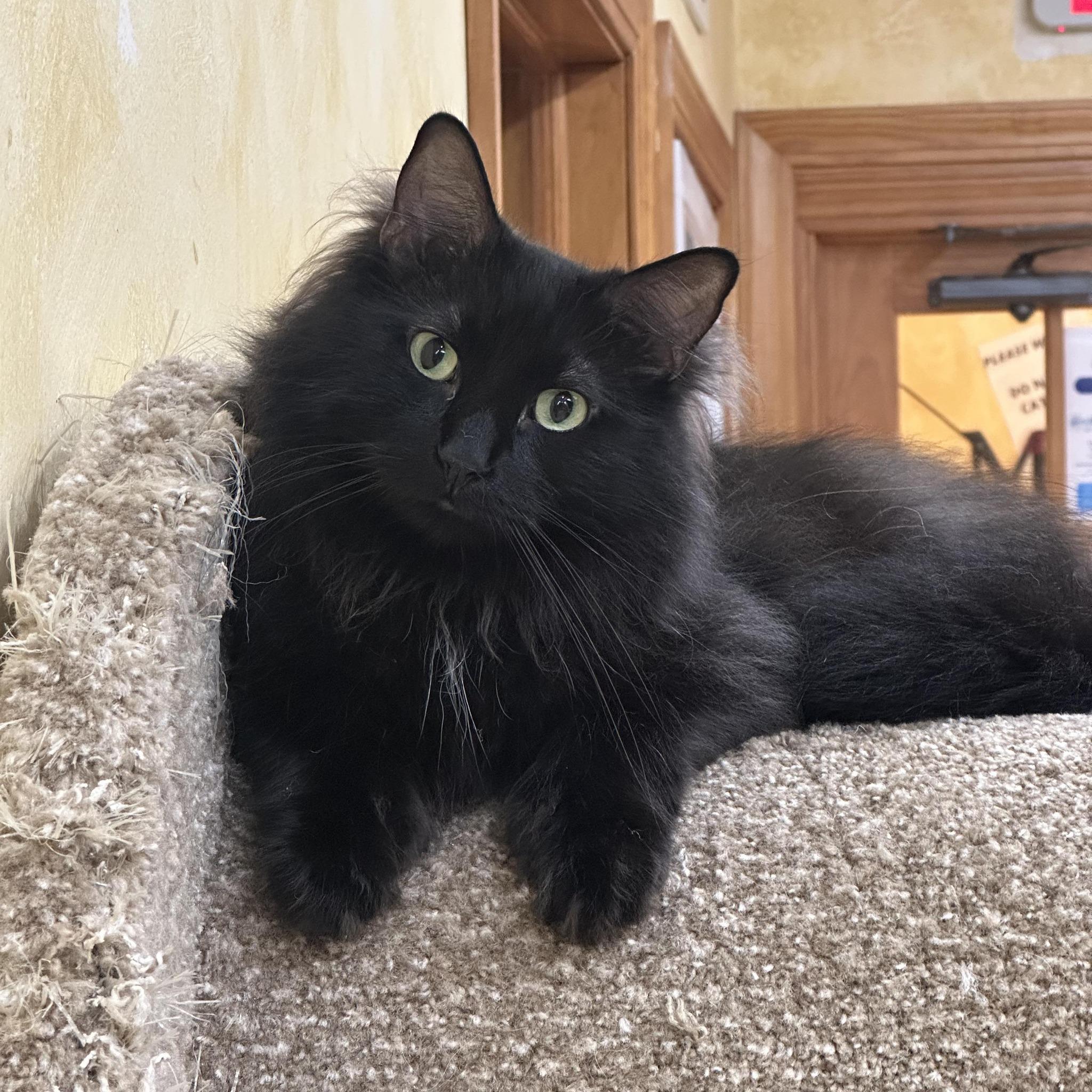 Jett, an adoptable Domestic Long Hair in Crystal Lake, IL, 60012 | Photo Image 6