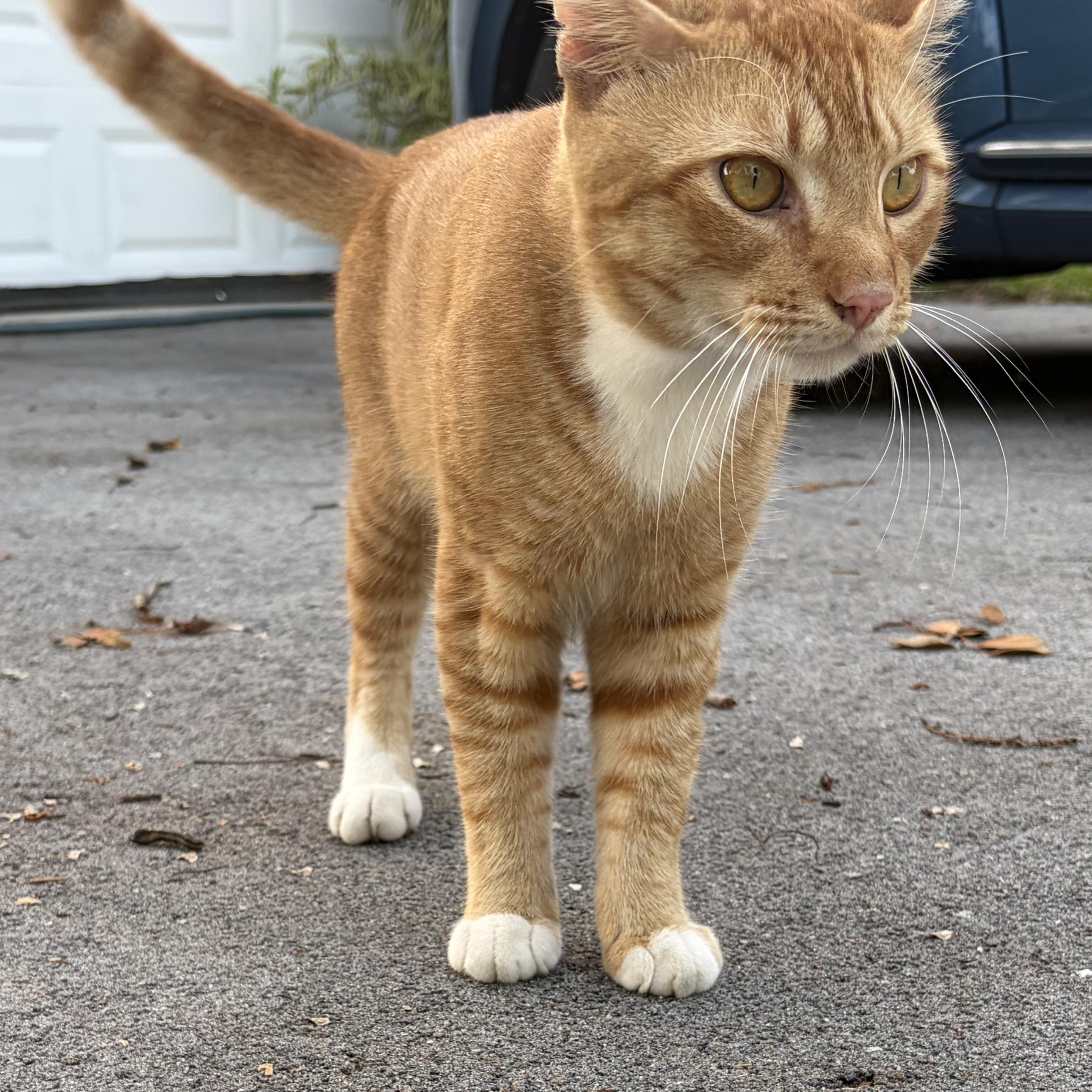 Enlarge Henry, a ADOPTABLE Domestic Short Hair in Boca Raton, FL image 2/2