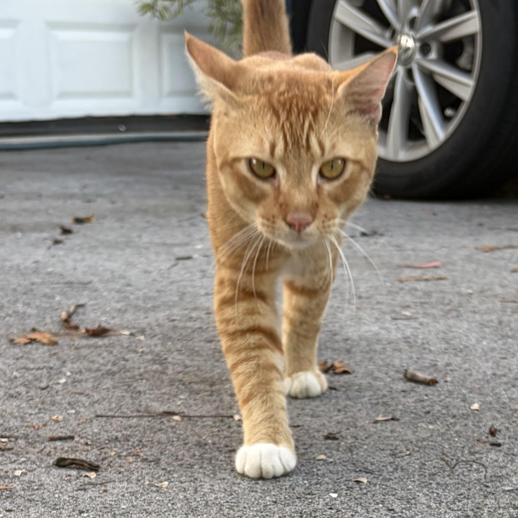 Enlarge Henry, a ADOPTABLE Domestic Short Hair in Boca Raton, FL image 1/2