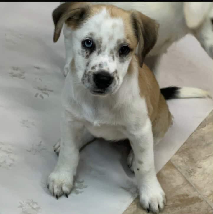 Cookie Crisp the mixed breed puppy