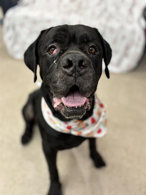 SAMSON, Adoptable, Adult Male Cane Corso.