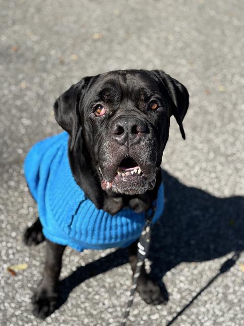 SAMSON, Adoptable, Adult Male Cane Corso.