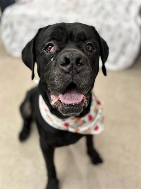 SAMSON, Adoptable, Adult Male Cane Corso.
