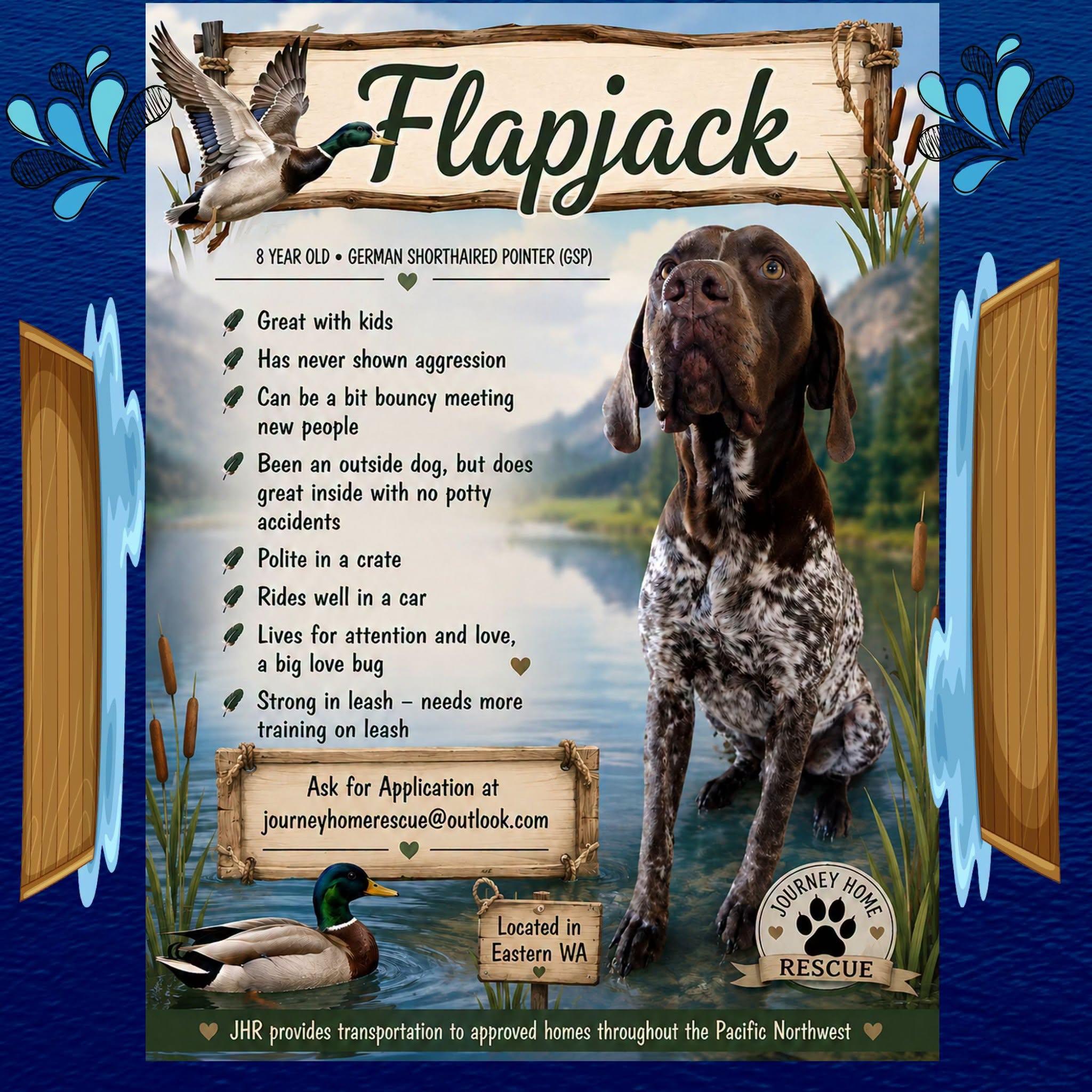 Enlarge Flapjack 2, a ADOPTABLE German Shorthaired Pointer in East Wenatchee, WA image 1/1