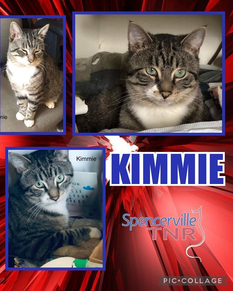 Enlarge Kimmie, a Adopted Domestic Short Hair in Spencerville, ON image 1/8