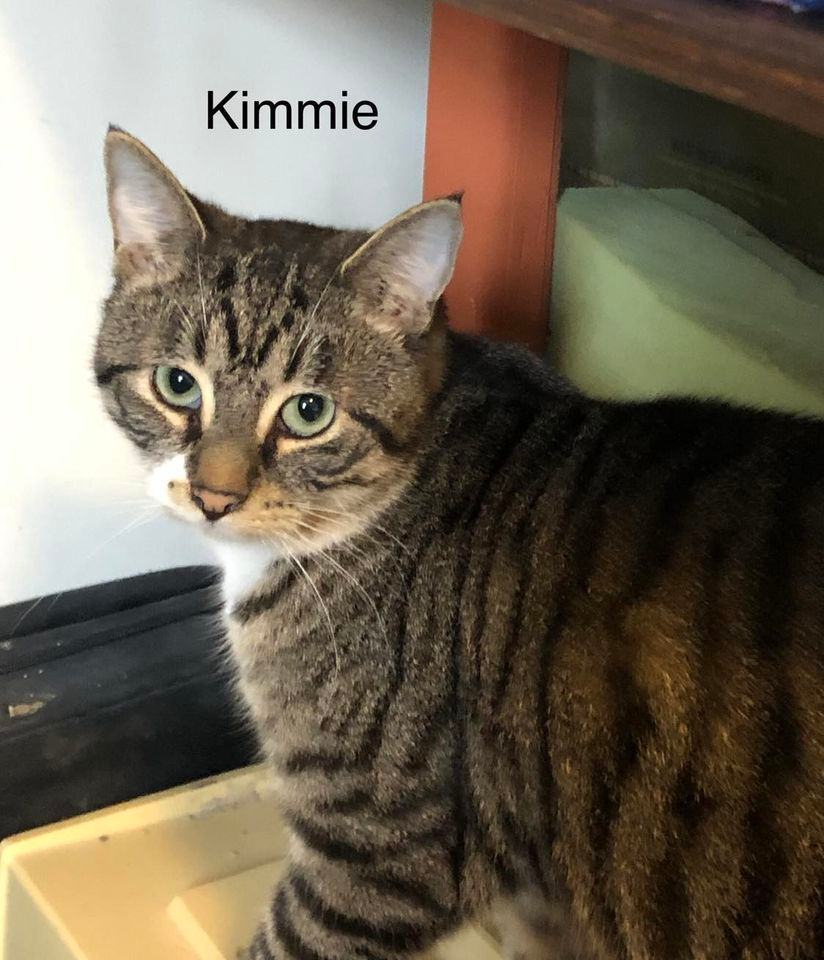 Enlarge Kimmie, a Adopted Domestic Short Hair in Spencerville, ON image 2/8